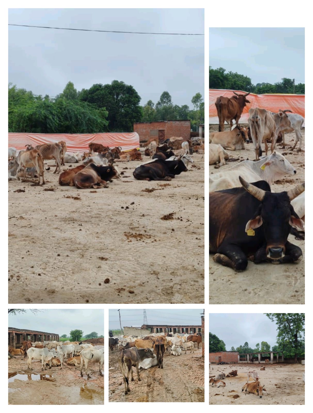 गौमाता